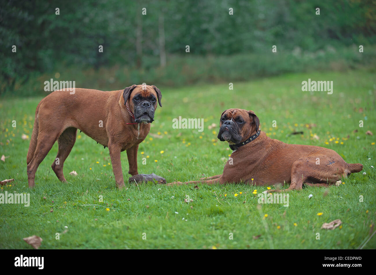 Deux chiens Boxer Banque D'Images