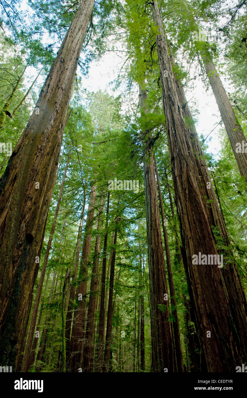 États-unis, Californie, dans le Comté de Sonoma, Armstrong Redwoods State Park, California Redwood (Sequoia sempervirens) Banque D'Images