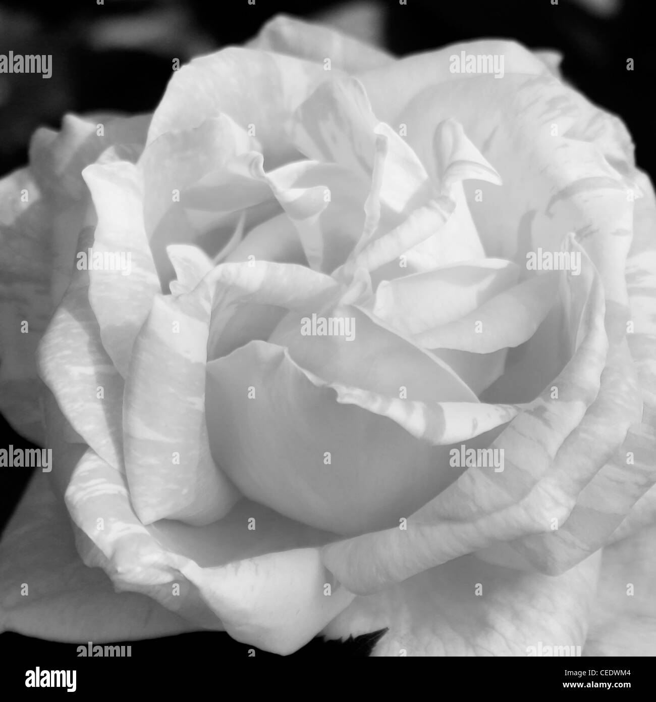 Un carré d'un blanc gris et rose Banque D'Images