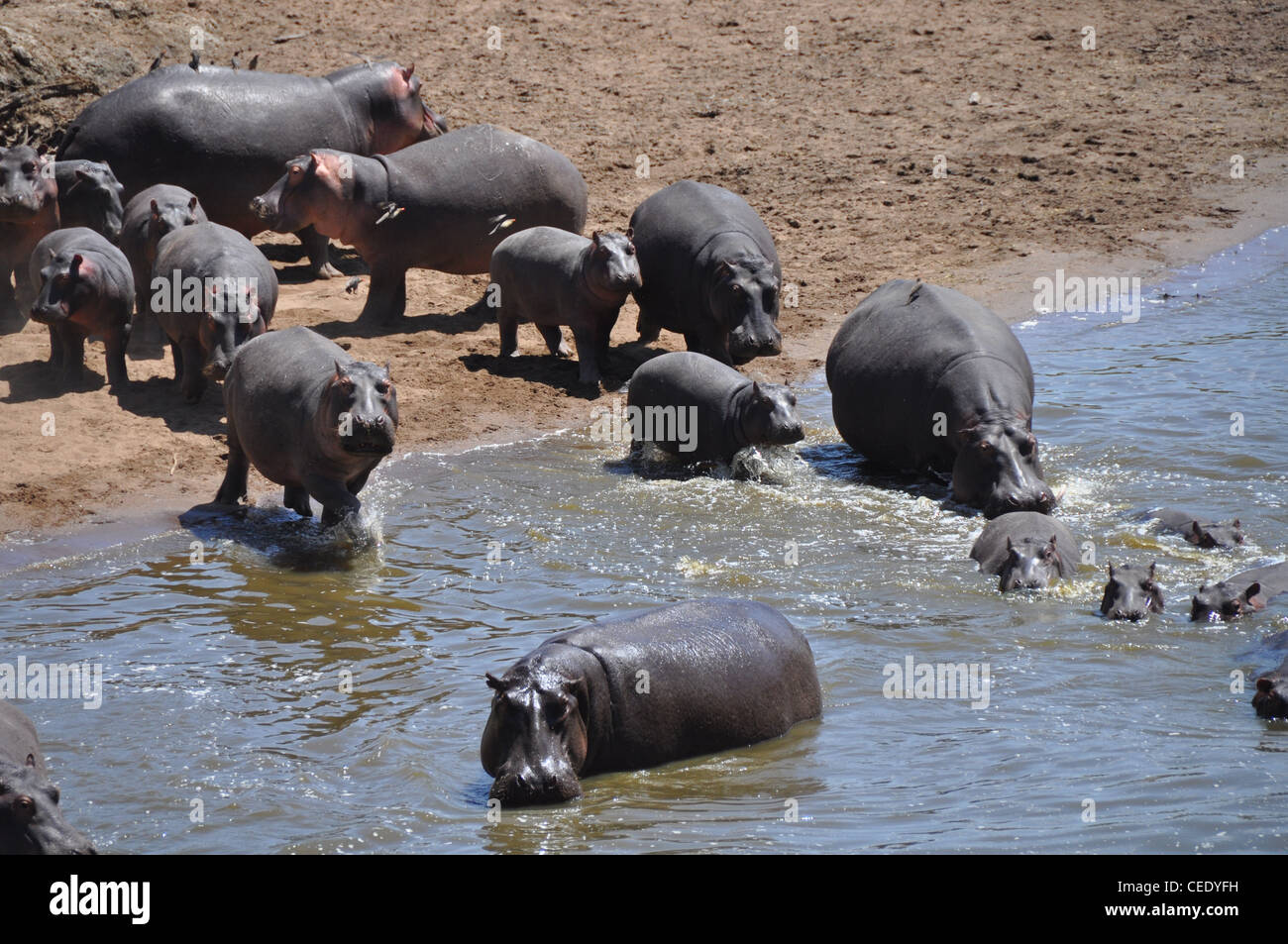 Les hippopotames de la rivière Mara thr Banque D'Images