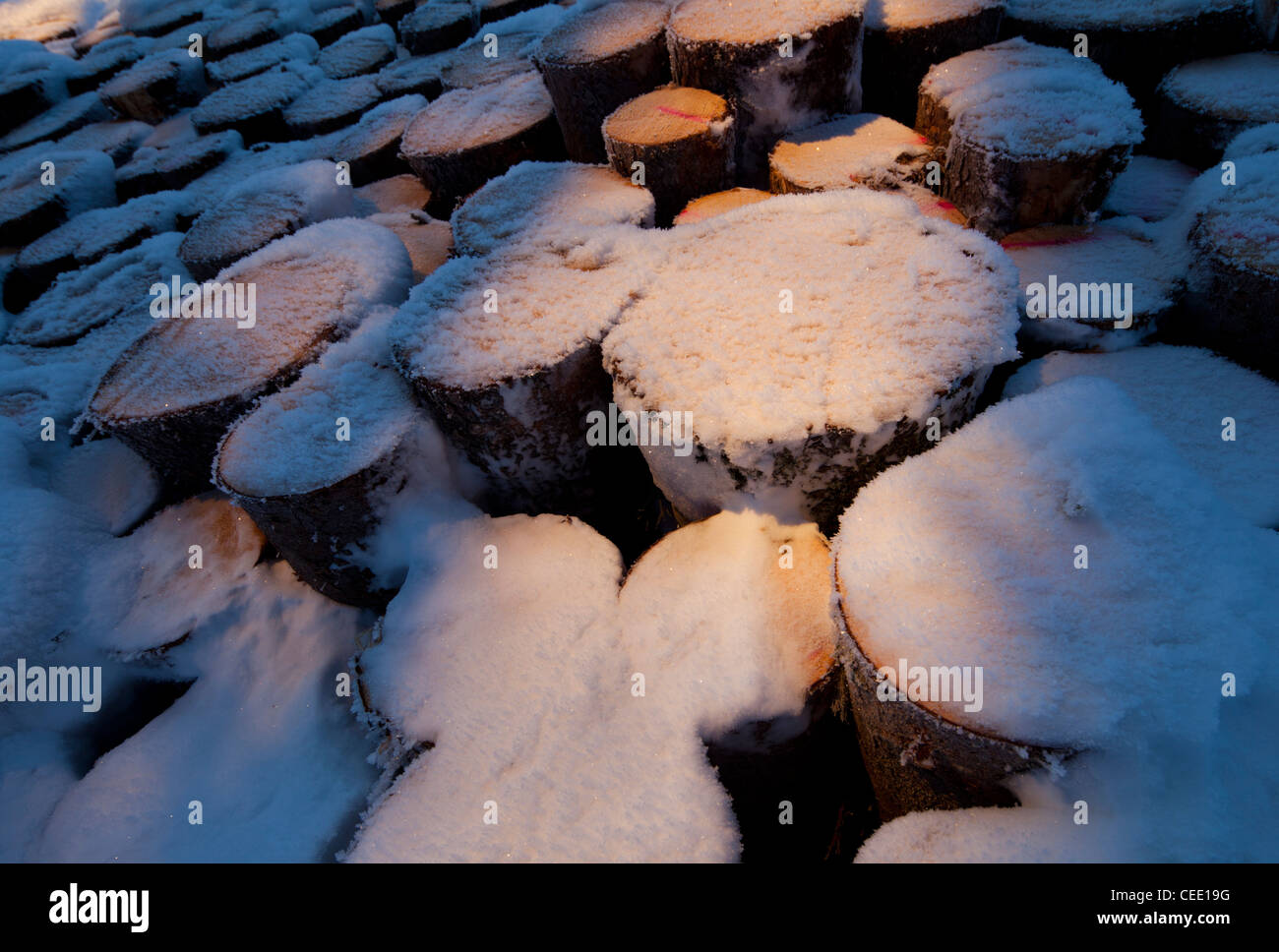 Gros plan de la pile de bois d'épinette recouverte de neige ( picea abies ) , Finlande Banque D'Images