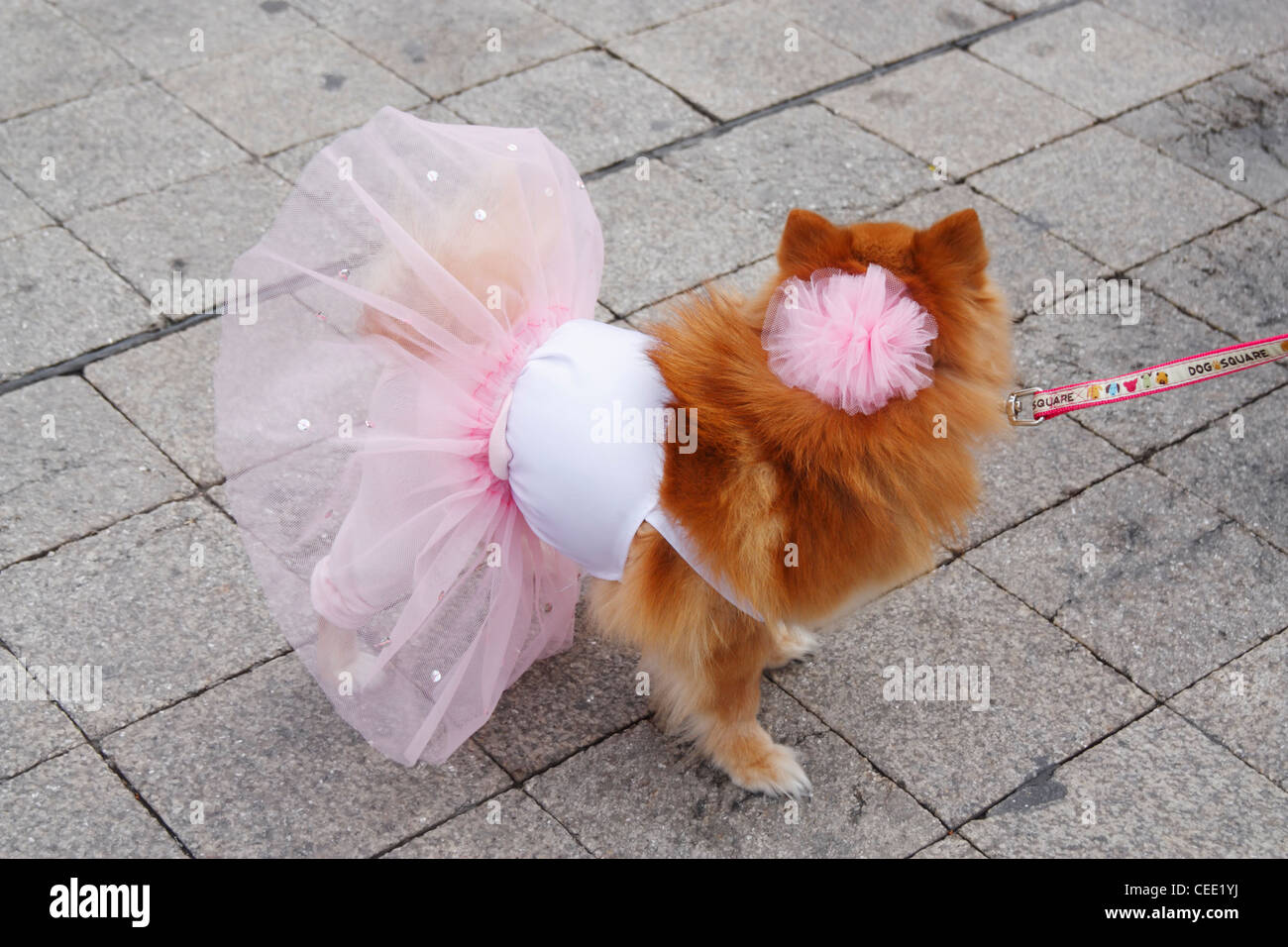 pomeranian clothes
