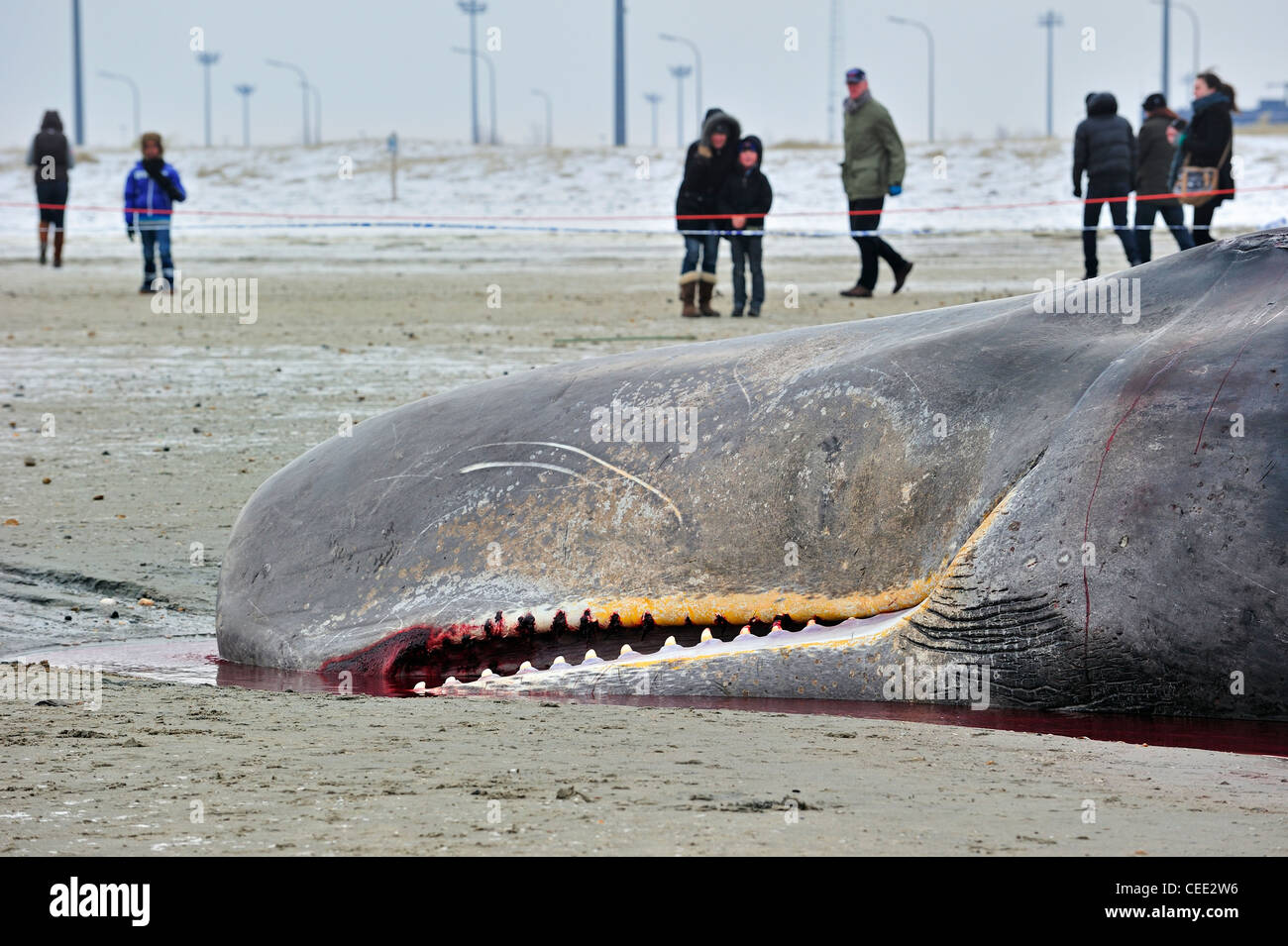 Les touristes curieux à brin au cachalot (Physeter macrocephalus) sur une plage de la mer du Nord en hiver à Knokke, Belgique Banque D'Images