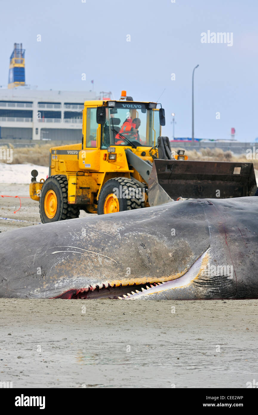 Bulldozer et brin cachalot (Physeter macrocephalus) sur une plage de la mer du Nord en hiver à Knokke, Belgique Banque D'Images