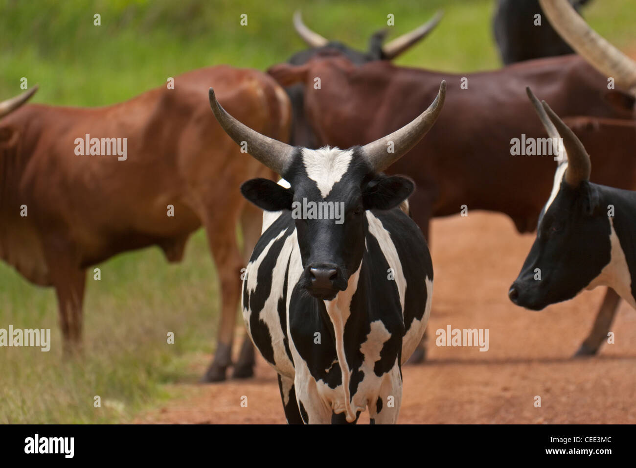 Les vaches du troupeau de bovins de cornes de l'Afrique Banque D'Images