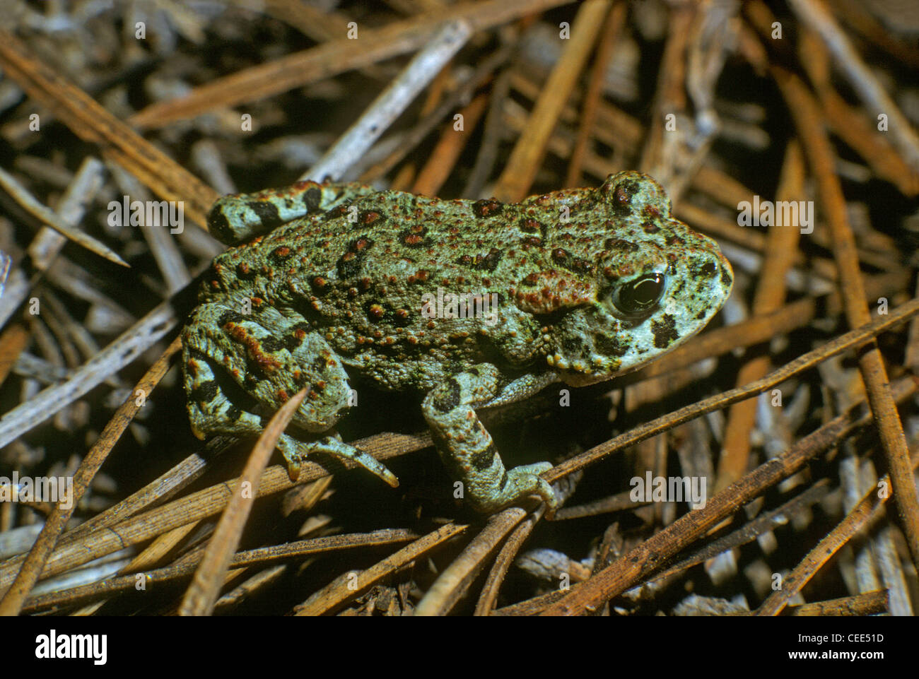 Arroyo juvénile (Anaxyrus californicus crapaud) a été Arroyo le Sud-Ouest (Bufo californicus), le sud de la Californie. En voie de disparition. Banque D'Images