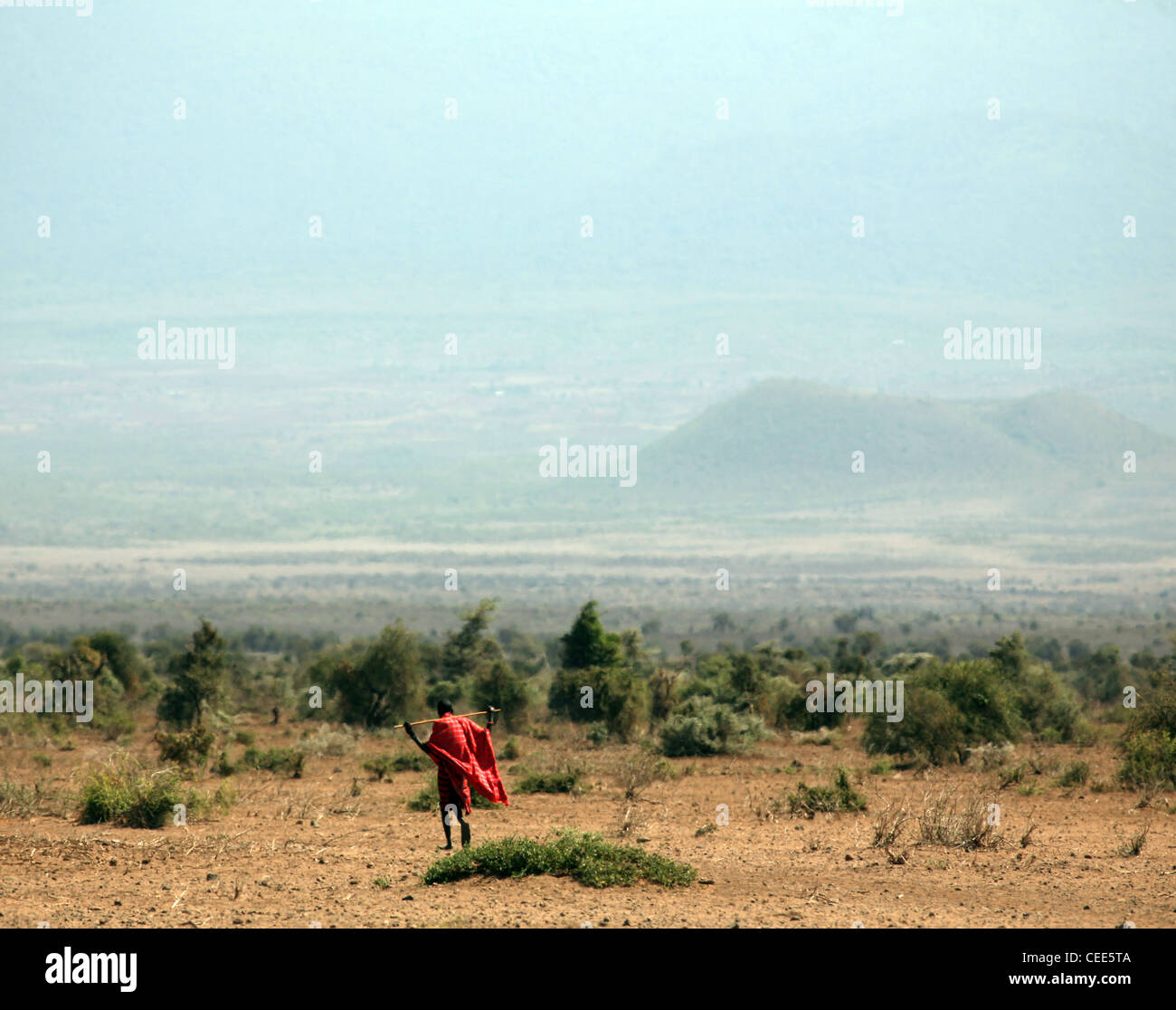 Homme Masai marcher dans la distance, le Parc national Amboseli, Kenya, Afrique de l'Est. Banque D'Images