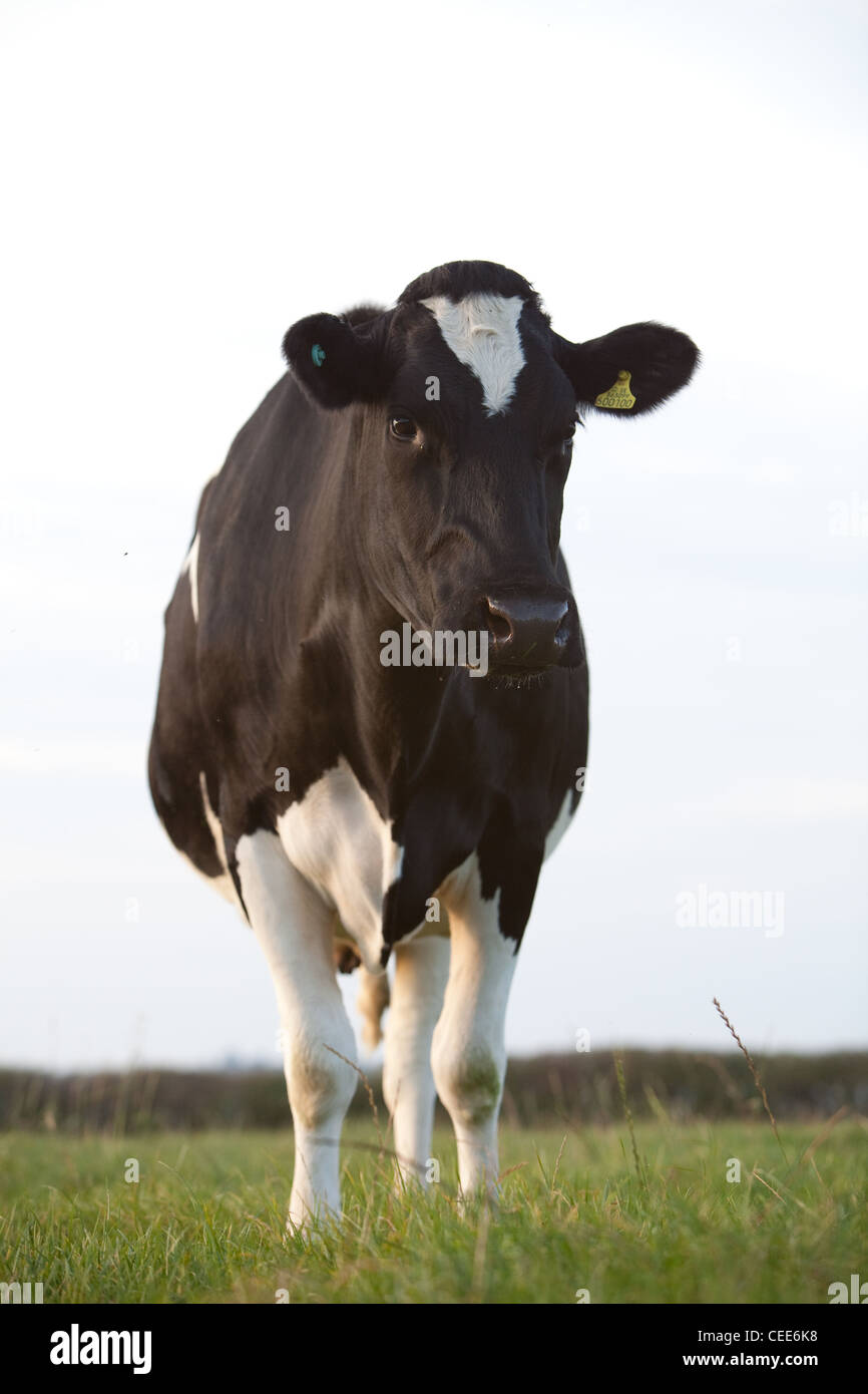 Les bovins Holstein (noir et blanc) à la ferme de la vallée à Baltonsborough Brue, Glastonbury, Somerset. Banque D'Images
