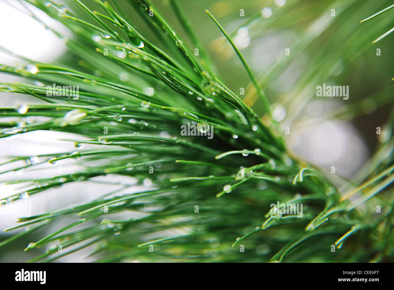 Arbre généalogique,pin,de,l'aiguille tombe, macro,vert,pluie,sapin,flore,park Banque D'Images
