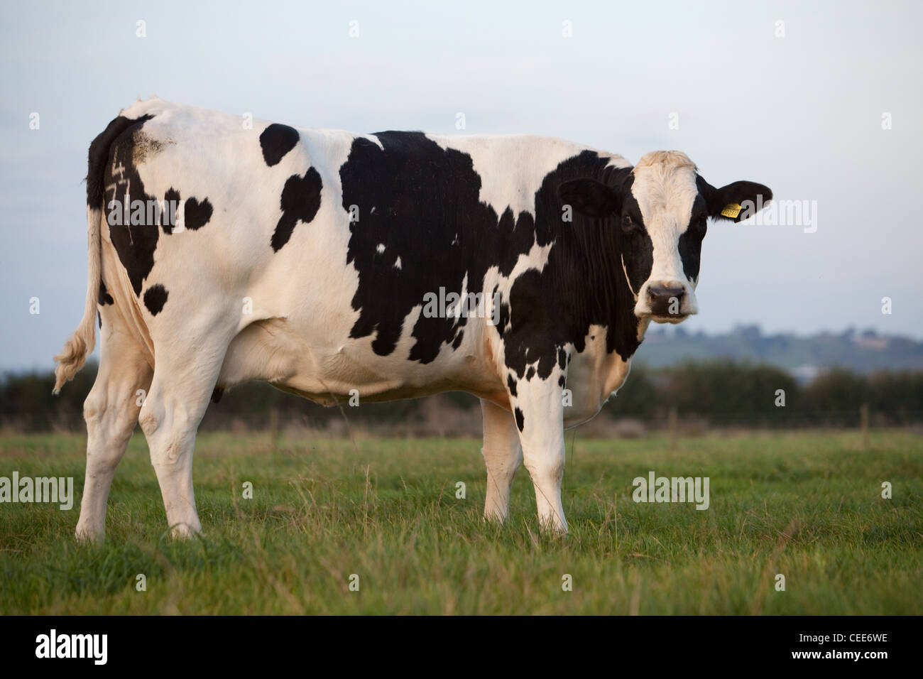 Les bovins Holstein (noir et blanc) à la ferme de la vallée à Baltonsborough Brue, Glastonbury, Somerset. Banque D'Images