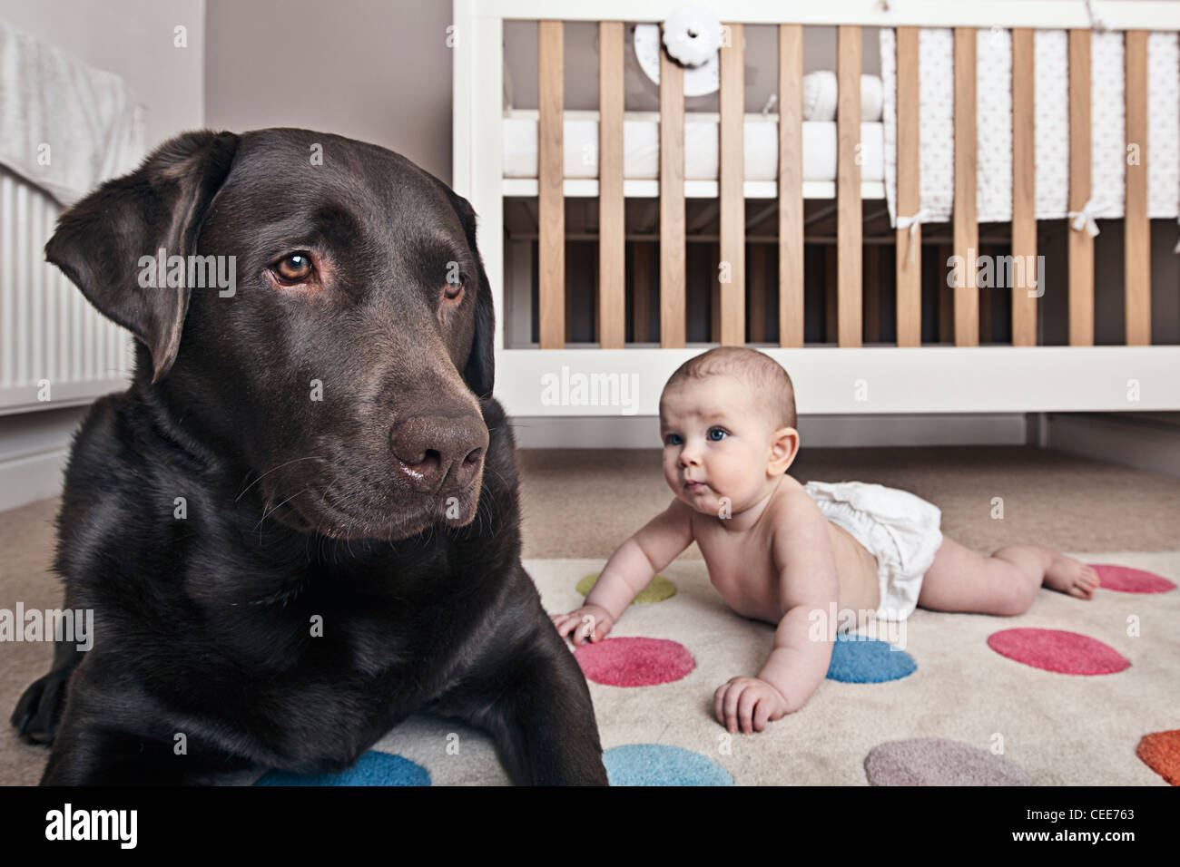 Labrador Chocolat Avec Dans Les Jardins D Enfants Photo Stock Alamy
