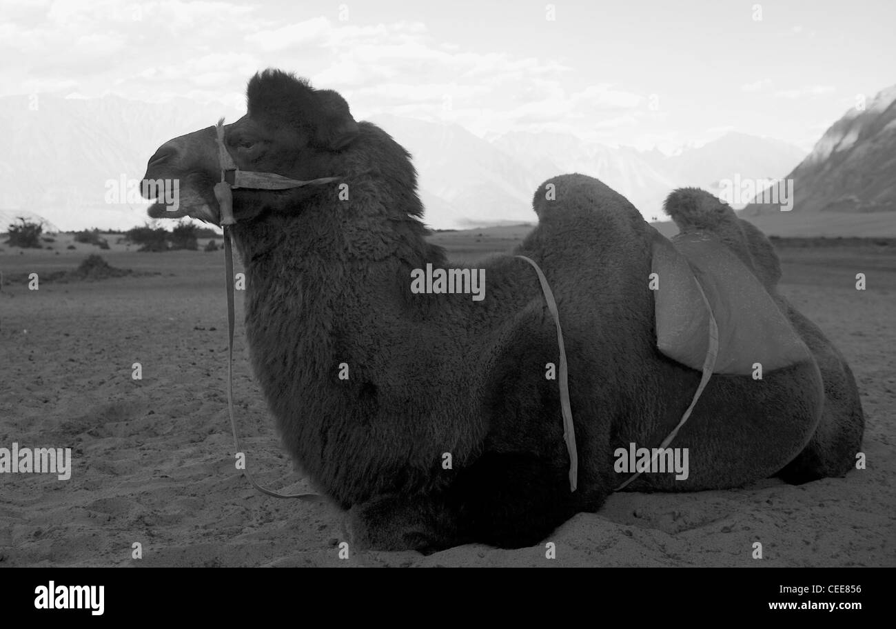 Caravane dromadaire au paysage de la vallée de Nubra Ladakh Banque D'Images