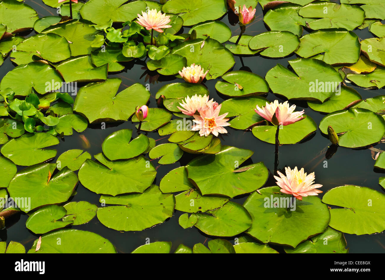 L'eau Lillies avec fleurs de nénuphars dans un étang à Oakville (Ontario) Banque D'Images