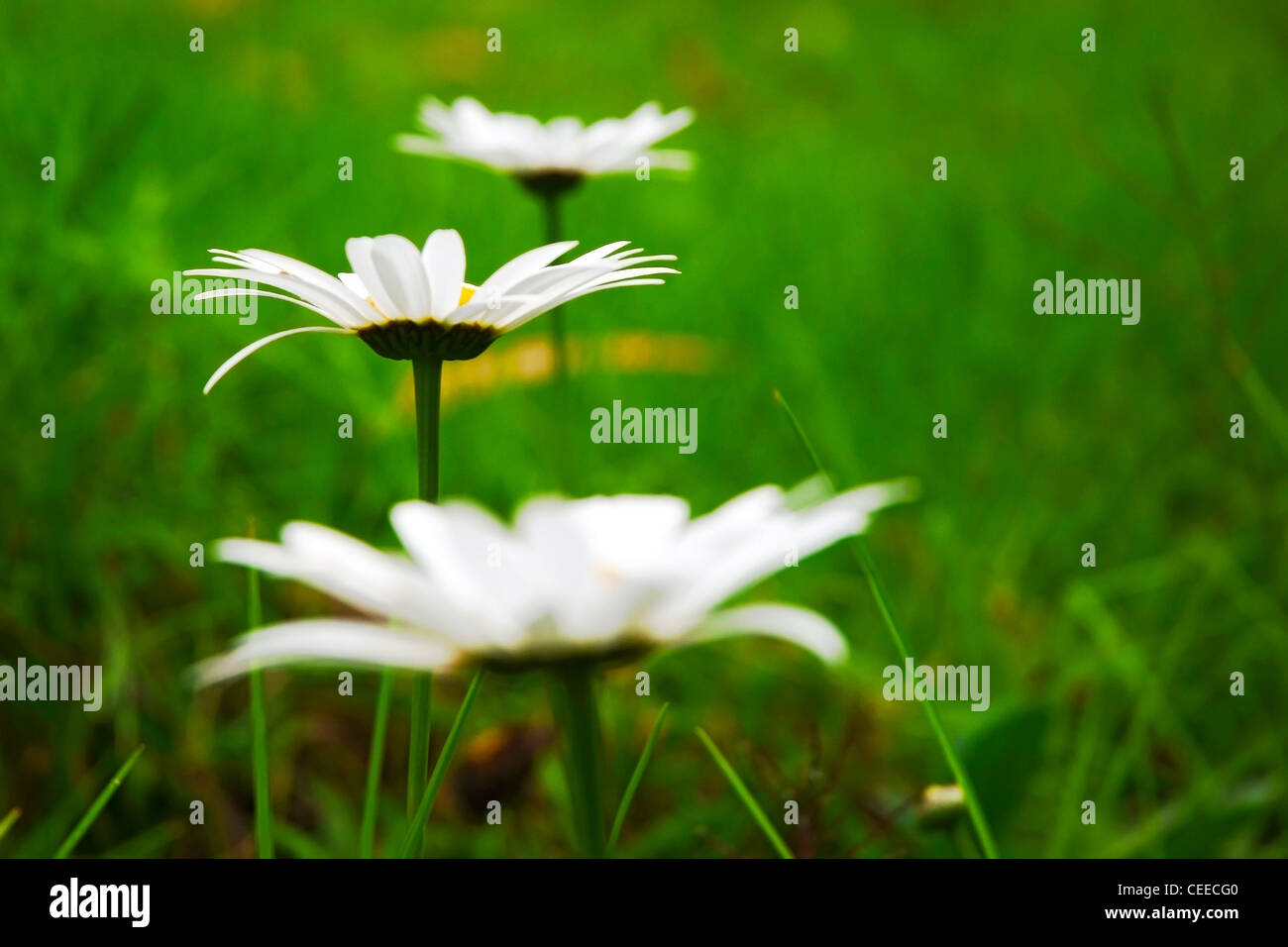 Suite Nuptiale - daisies in Bloom Banque D'Images