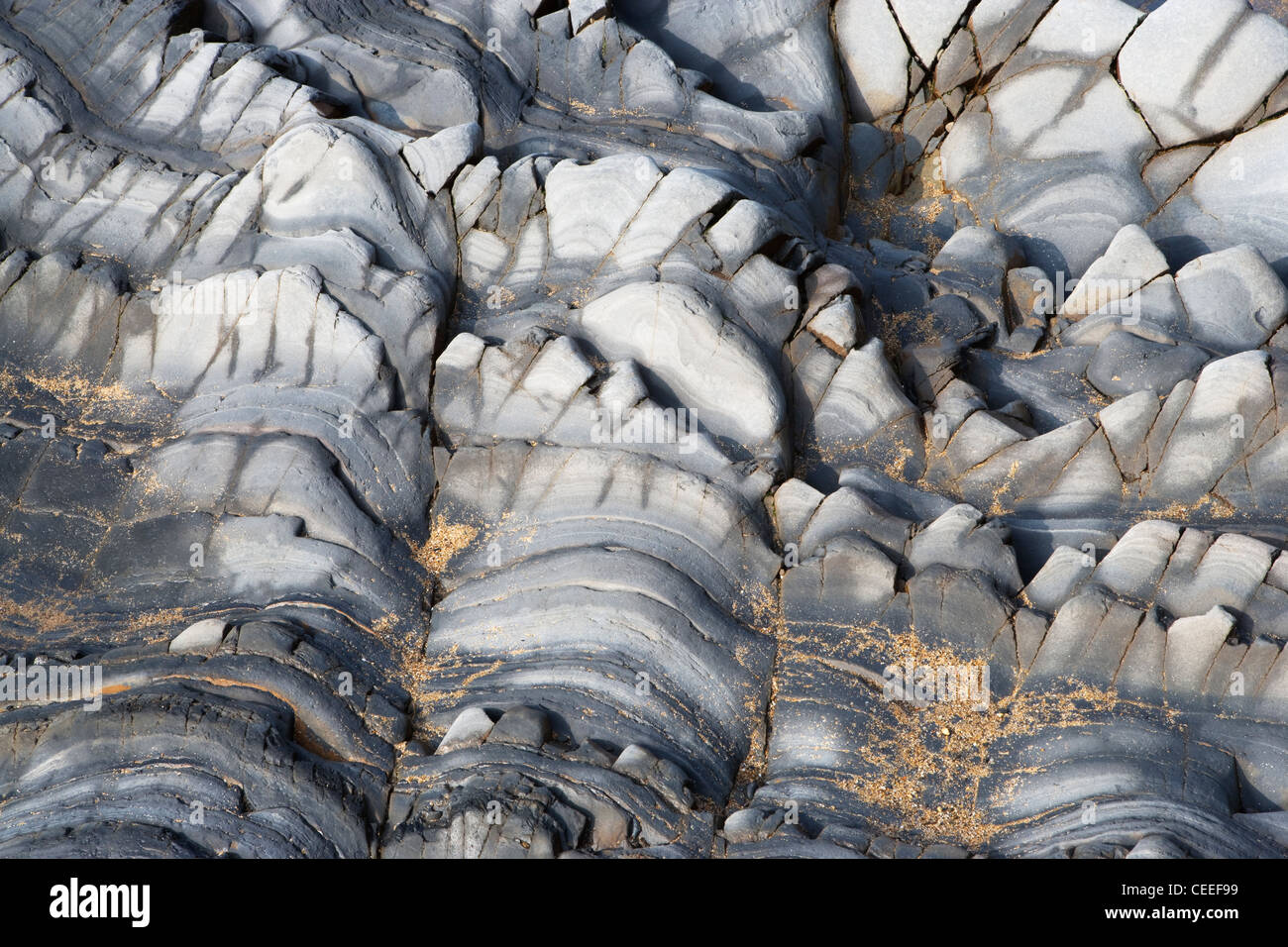 Close up de strates de roche gris sur la plage de Sandymouth, Cornwall, UK. L'aspect des formations de roche préhistorique. Banque D'Images