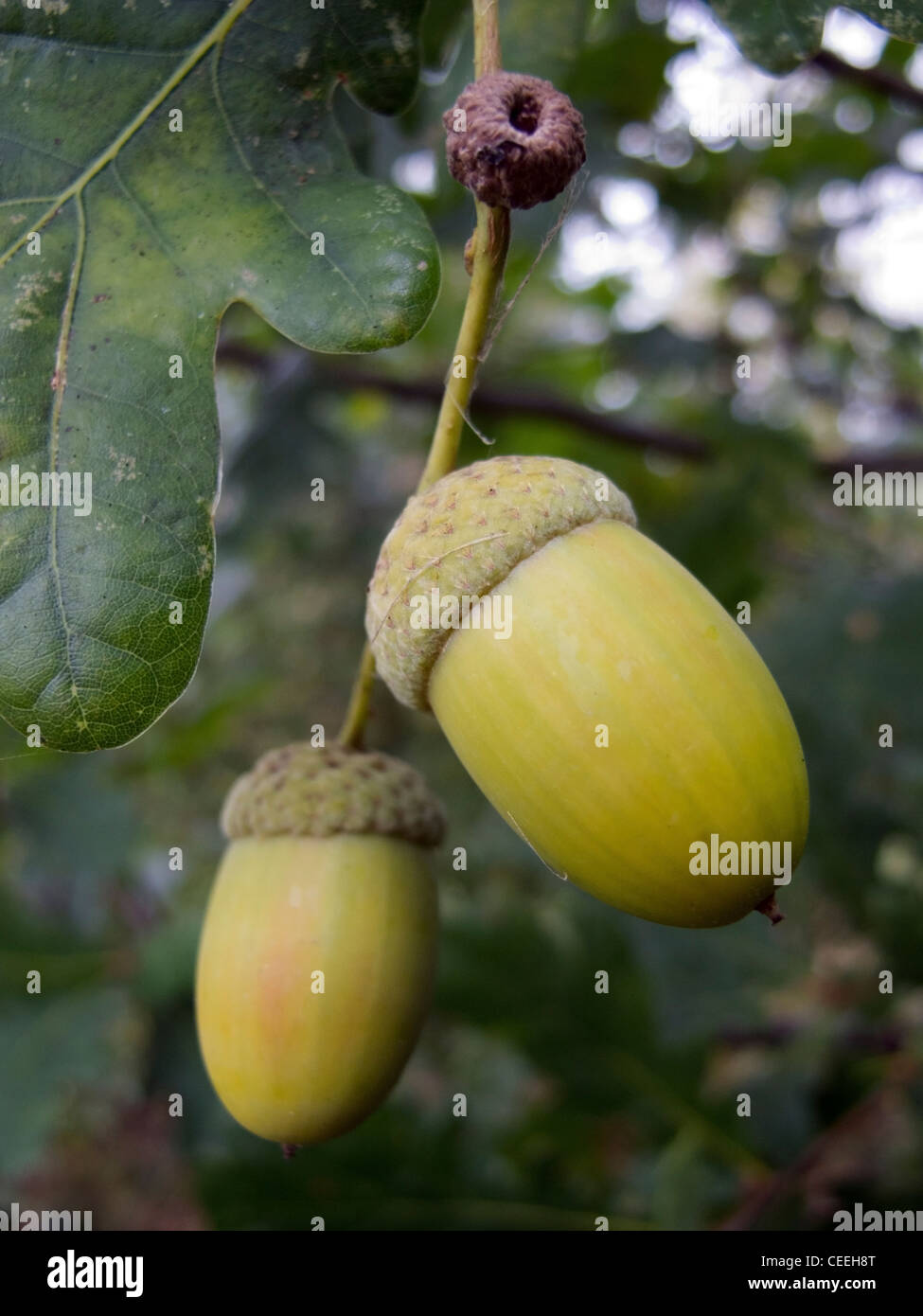 Acorn Banque D'Images