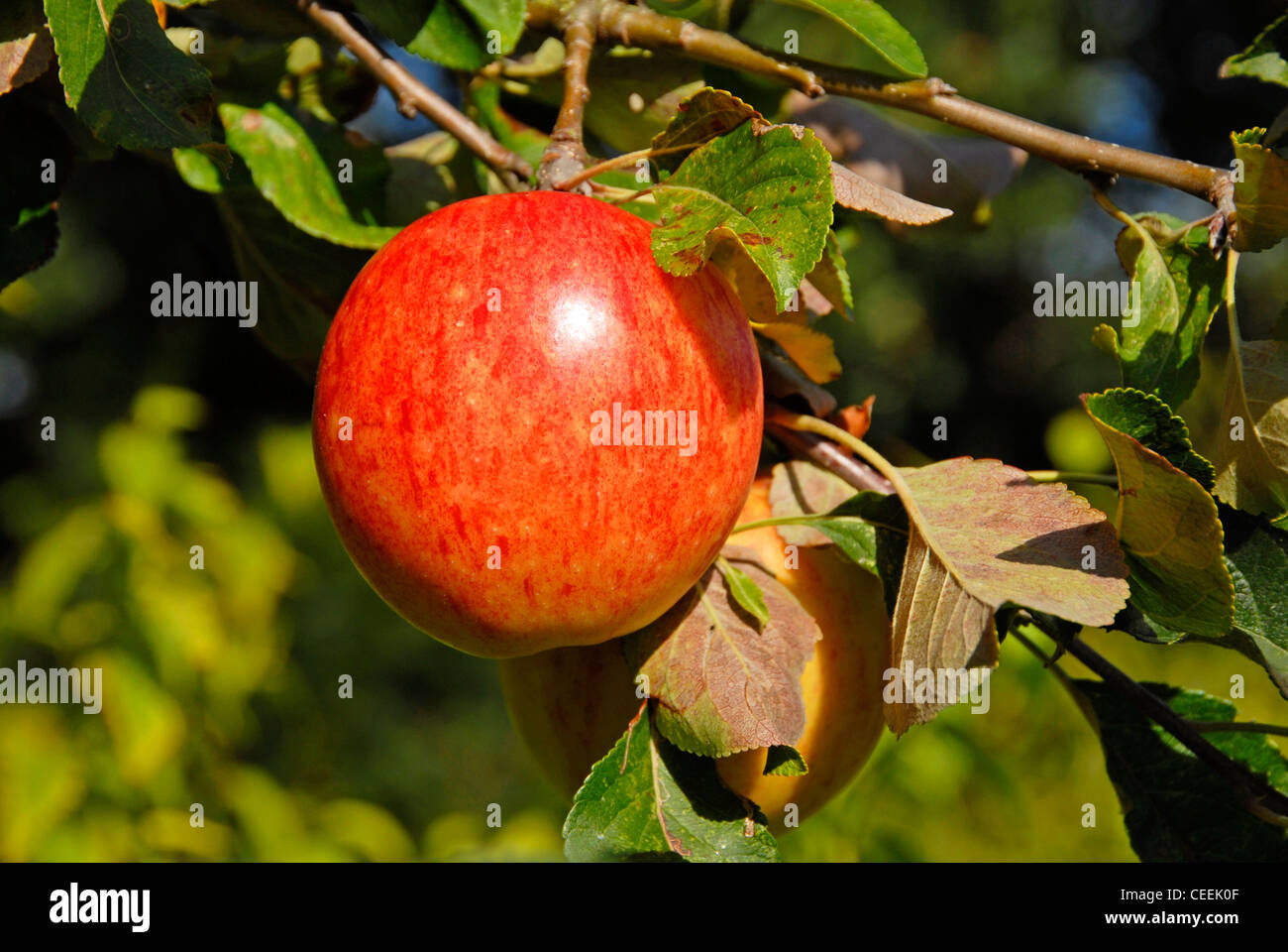 James Grieve apple growing on tree Banque D'Images