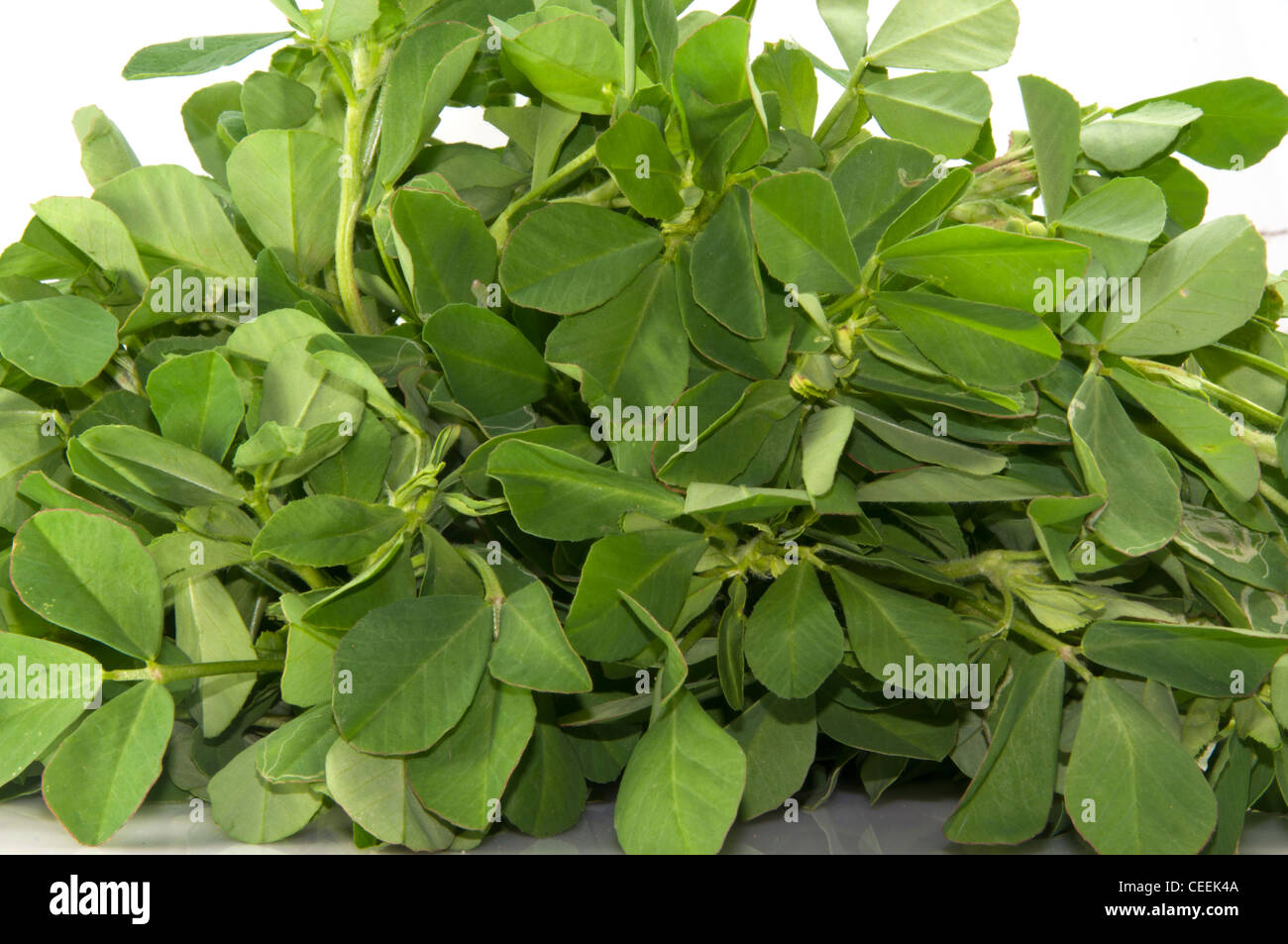 Spinach indien isolé sur fond blanc Banque D'Images