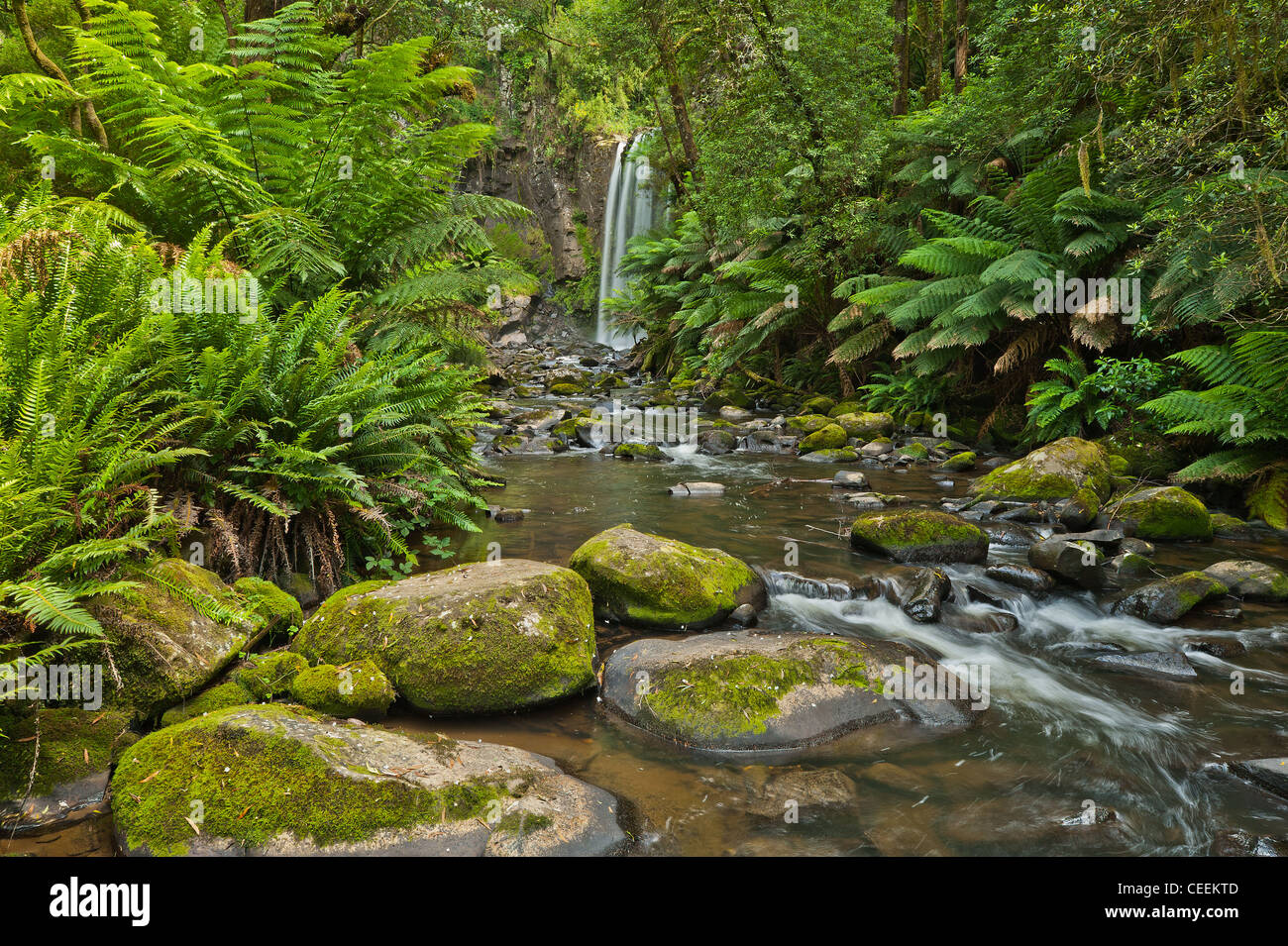 Hopetoun Falls Great Otway National Park Victoria Australie Banque D'Images