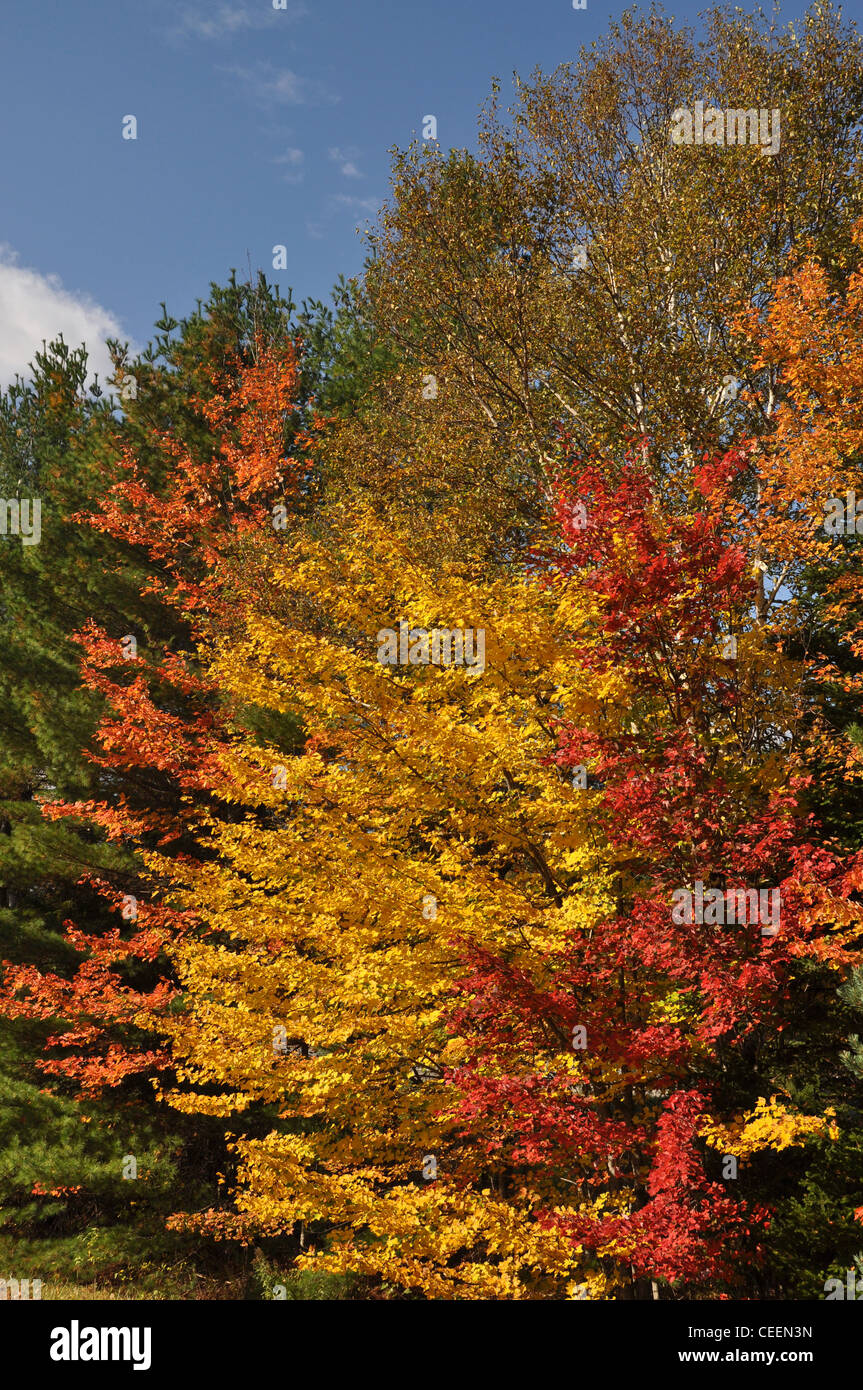 L'été indien, la Nouvelle Angleterre, USA Banque D'Images