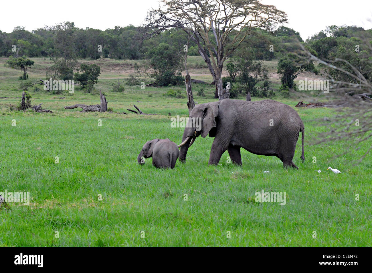 Mère et de l'éléphant, le Kenya Laikipia, veau Banque D'Images