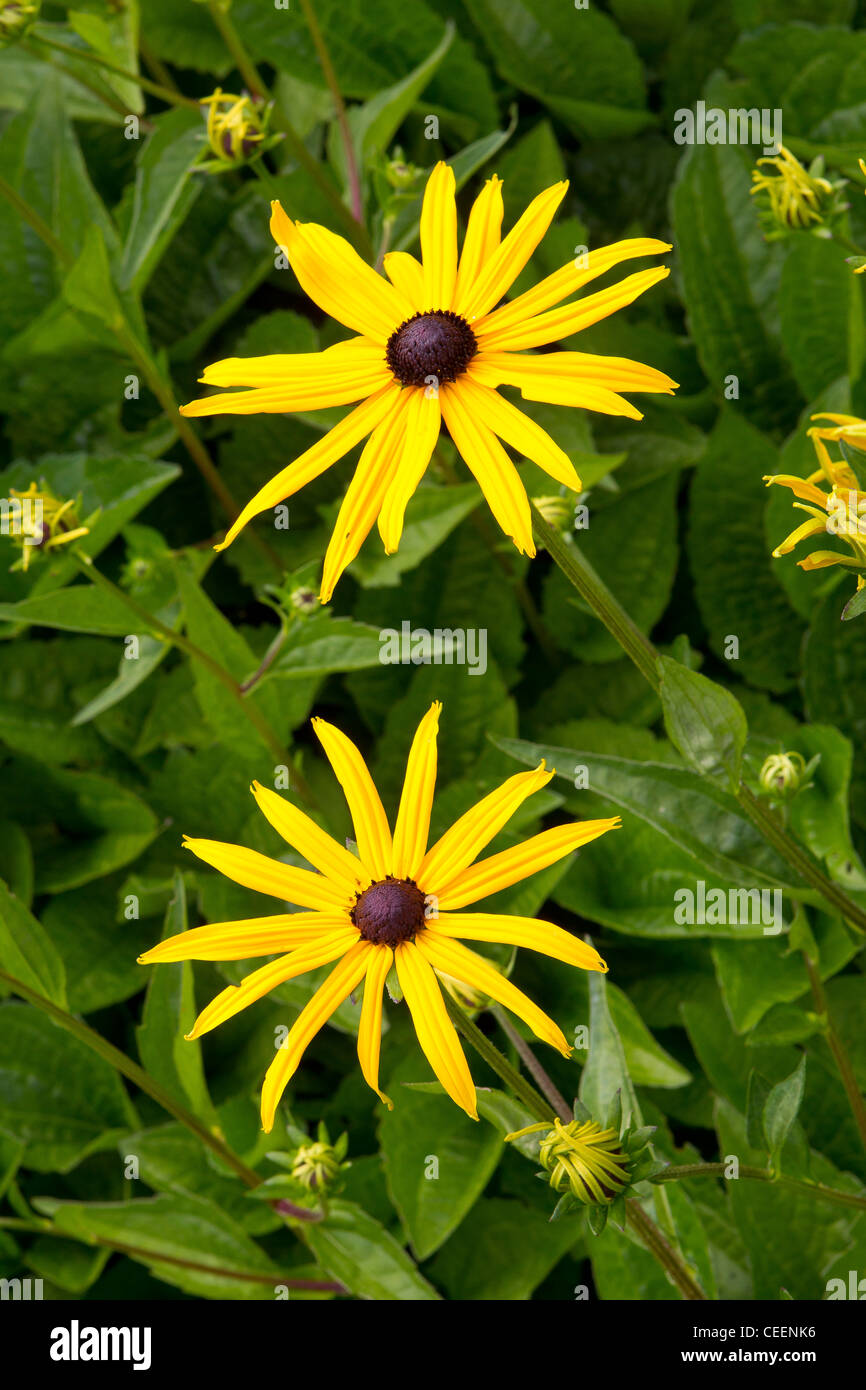 Rudbeckia hirta, la black-eyed Susan Banque D'Images