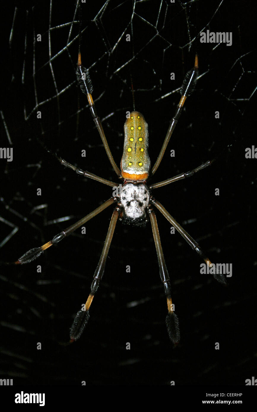 Globe Doré-Spider web Nephila clavipes Banque D'Images