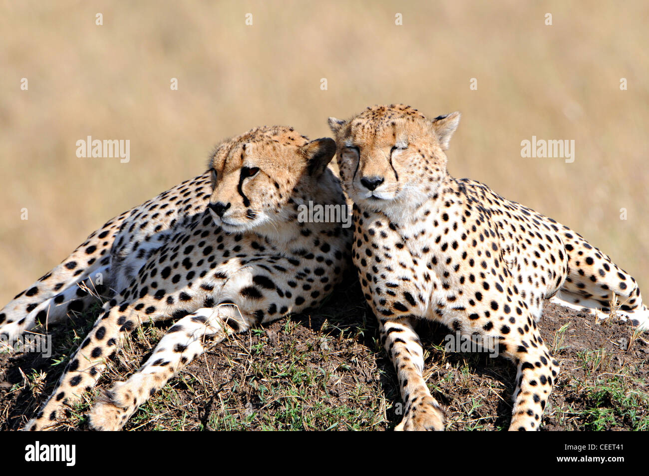 Les guépards sur fourmilière, Masai Mara, Kenya Banque D'Images