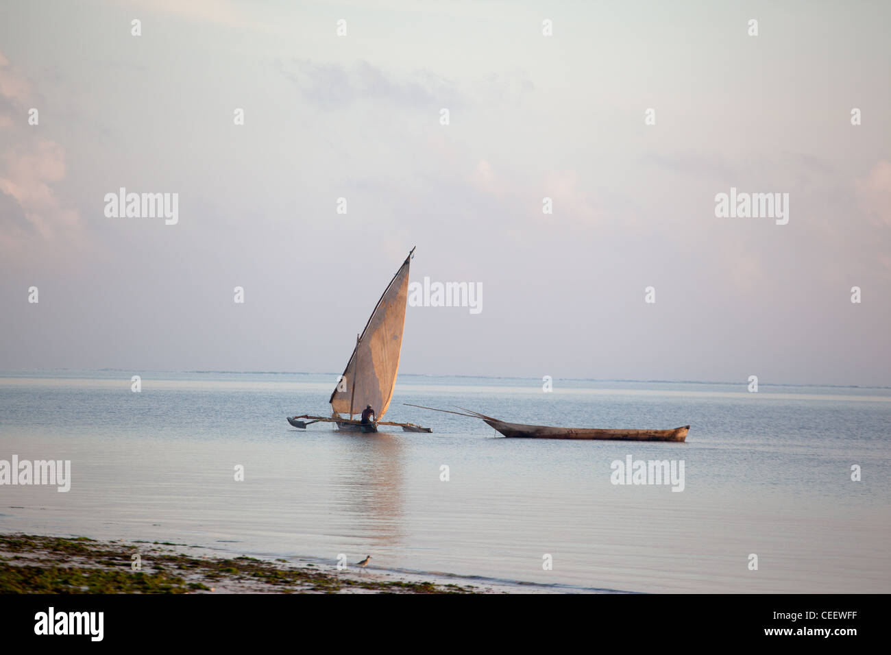 Un homme de Zanzibar sur voile hisser un dhow, dans la mer au large de la barrière de corail à Bwejuu, Zanzibar, Tanzanie Banque D'Images