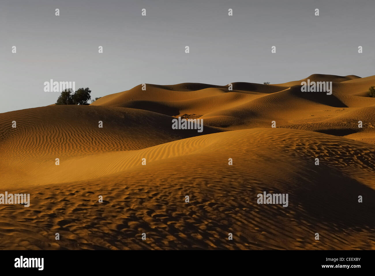 Dunes de sable dans le Sahara Banque D'Images