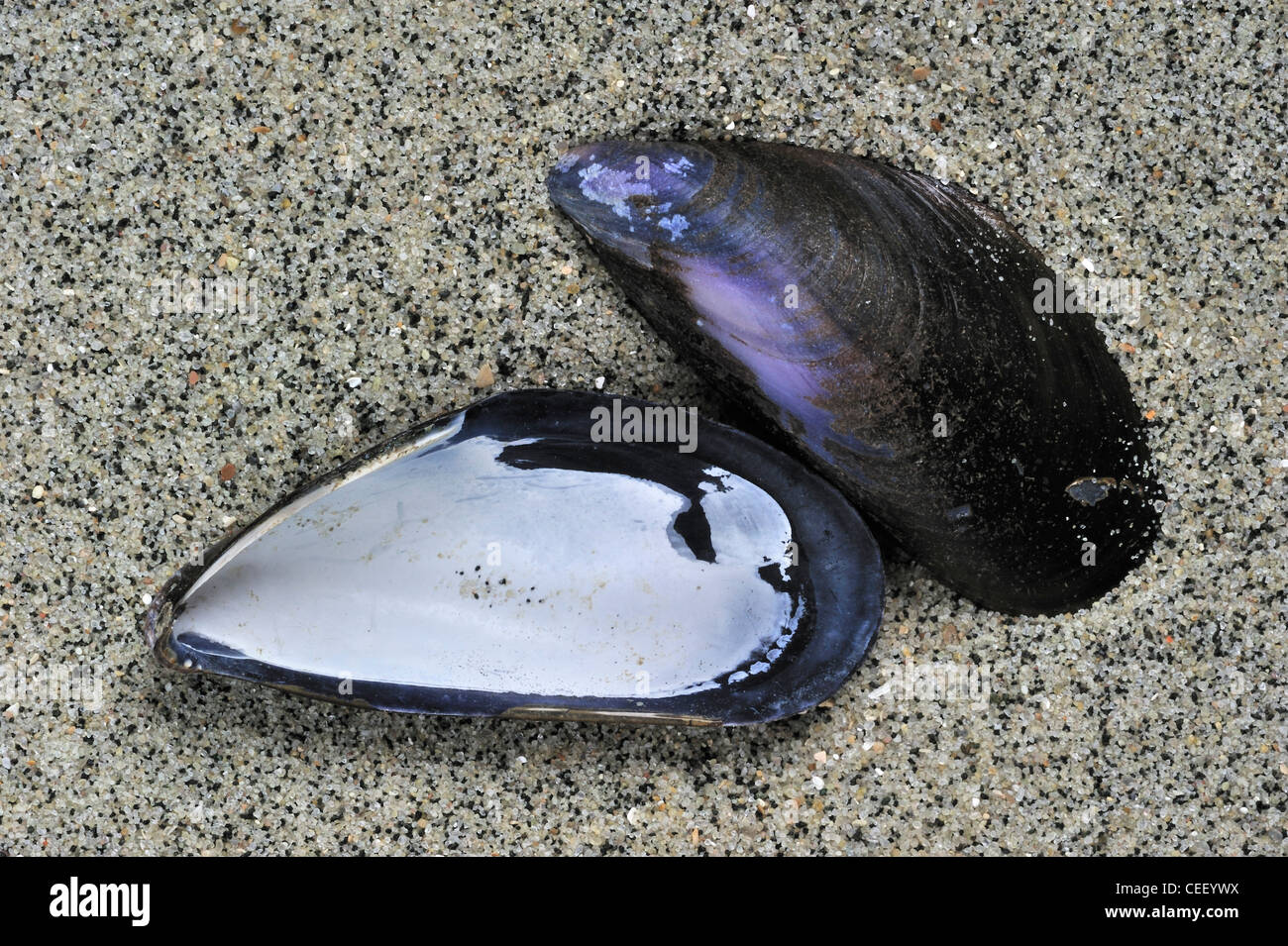 Moule commune (Mytilus edulis) coquillages, une moitié montrant l'intérieur, sur la plage, Belgique Banque D'Images