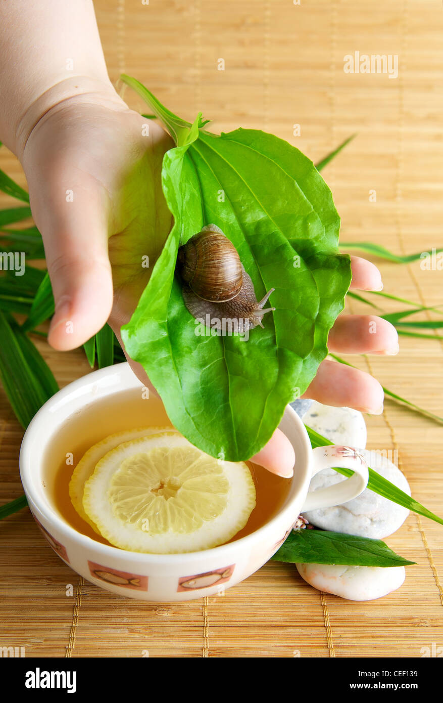 Tasse de thé vert avec du citron Banque D'Images