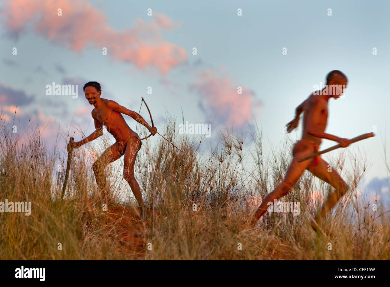 La chasse de Bushmen du Kalahari Banque D'Images