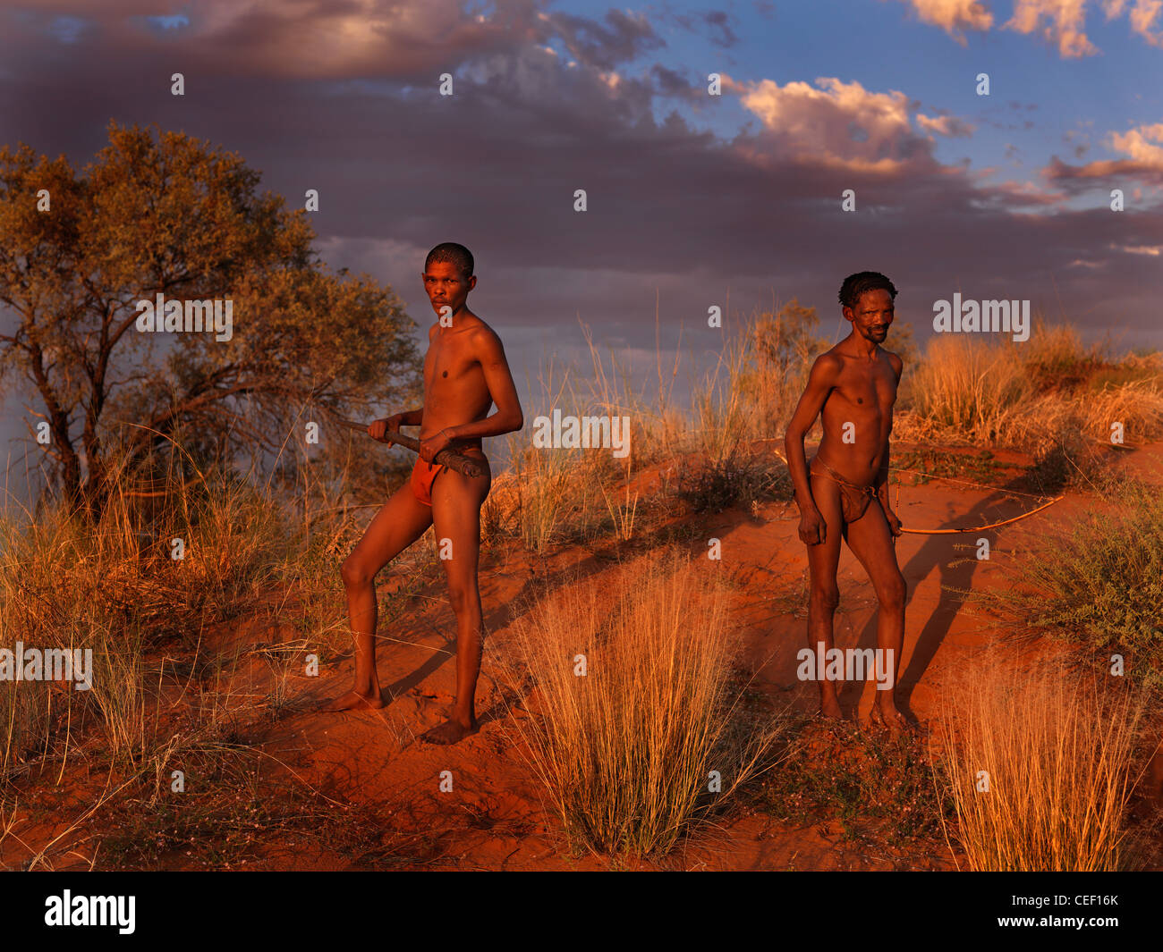 Les bushmen de Namibie debout dans le bush au coucher du soleil Banque D'Images