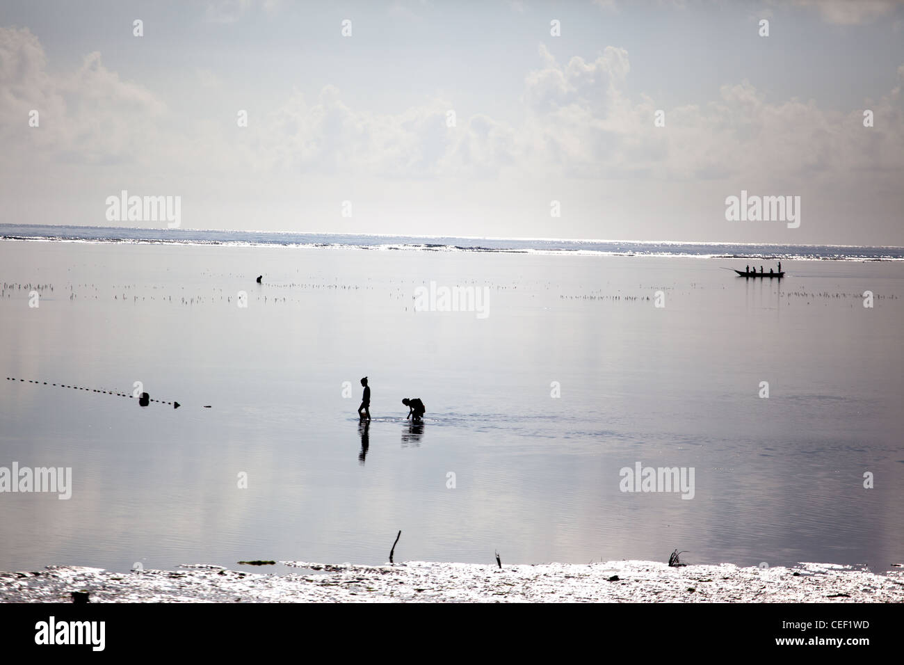 Deux filles du village de Zanzibar sortir pour attraper les pieuvres, les pêcheurs dans un boutre de la mer à marée basse sur les récifs coralliens à Bwejuu, Zanzibar, Tanzanie Banque D'Images