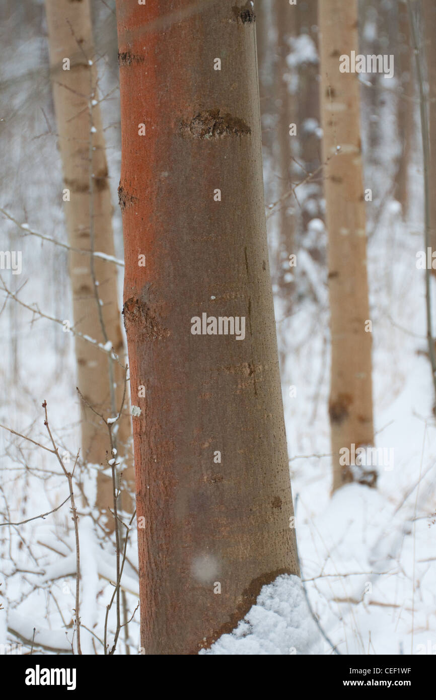 Des algues rouges qui poussent sur le tronc d'un jeune chêne arbre dans une forêt d'hiver dans le Suffolk, Angleterre Banque D'Images