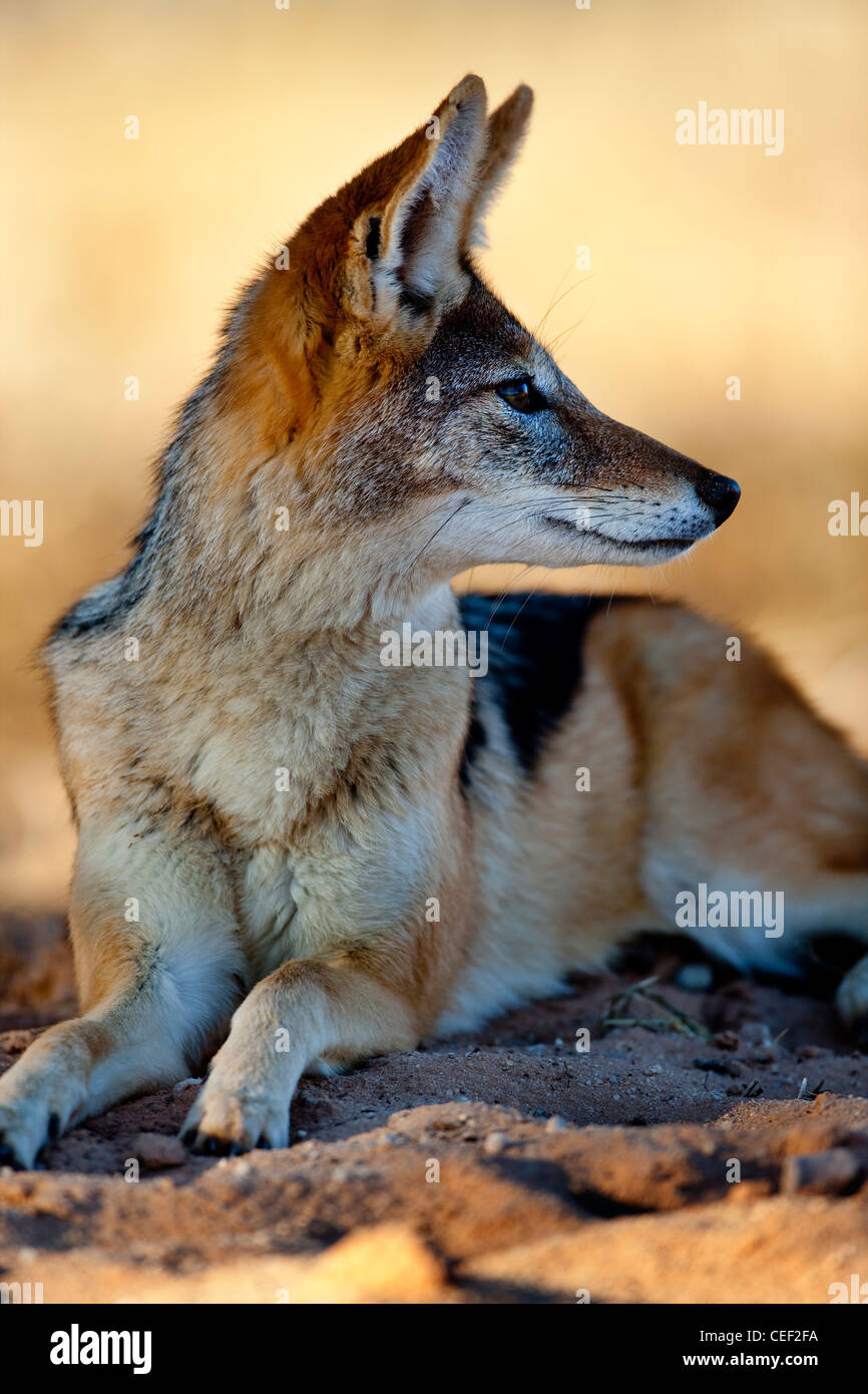 Dans Kagalagadi Chacal noir soutenu Transfrontier Park, Namibie Banque D'Images