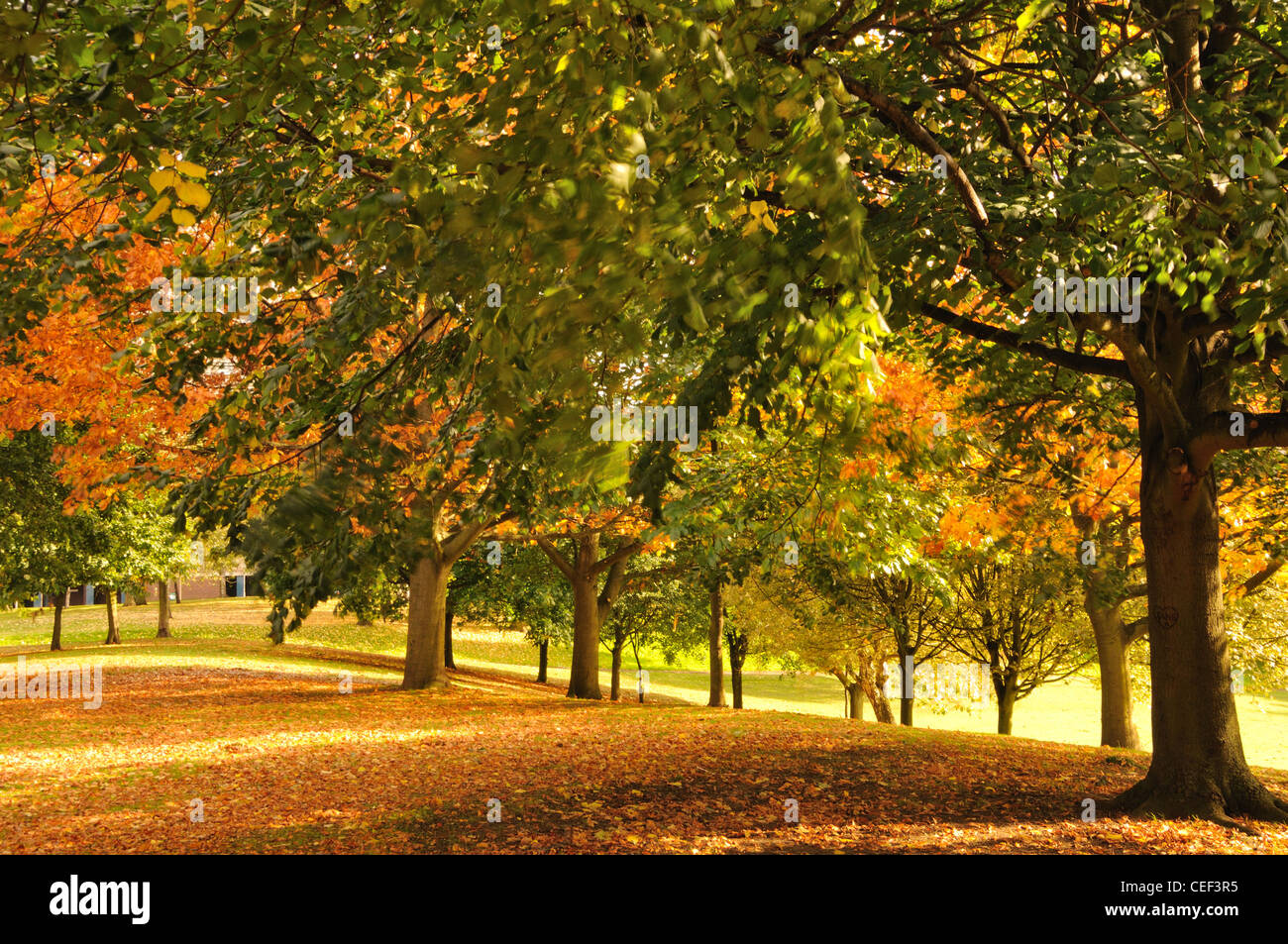 Les arbres d'or montrant la forêt dans l'automne ou à l'automne avec un riche tapis de feuilles tombées. La richesse des couleurs éclatantes au soleil Banque D'Images