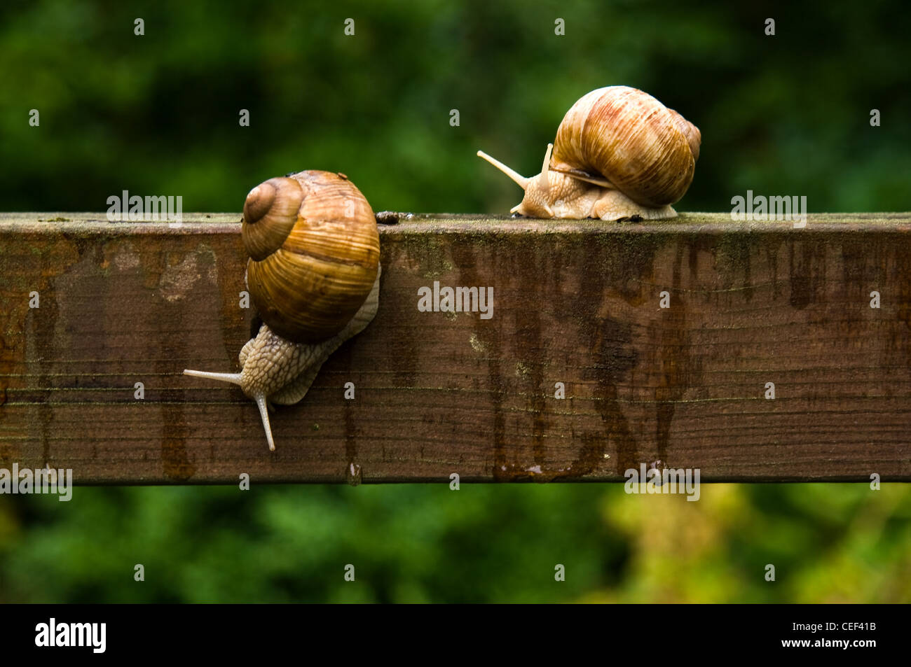 Gros escargot escargots Helix pomatia ou ramper sur barre de bois sous la pluie en été Banque D'Images