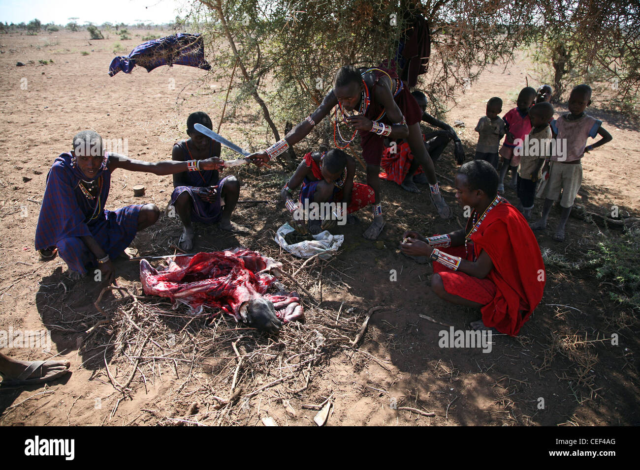 5.2.2009 hommes Massaï avec une chèvre abattus près de leur village dans le Parc national Amboseli, Kenya, Afrique de l'Est. Banque D'Images