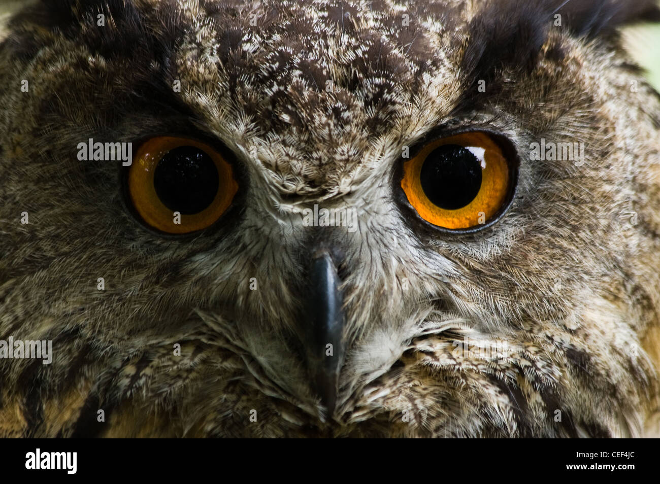 De grands yeux orange eagle owl - le plus grand des terriers dans le monde - image horizontale Banque D'Images