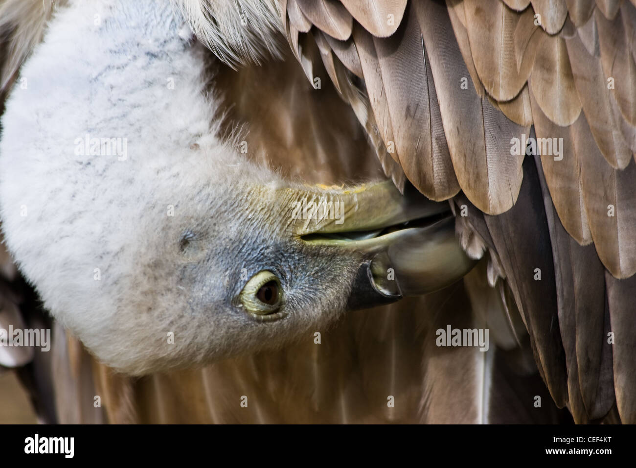 Vautour fauve Gyps fulvus ou, avec bec entre plumes, faire de toilettes Banque D'Images