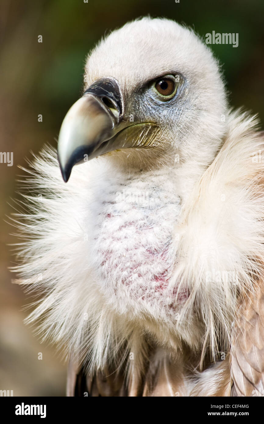 Vautour fauve - Gyps fulvus portrait ou couleur - vertical image Banque D'Images