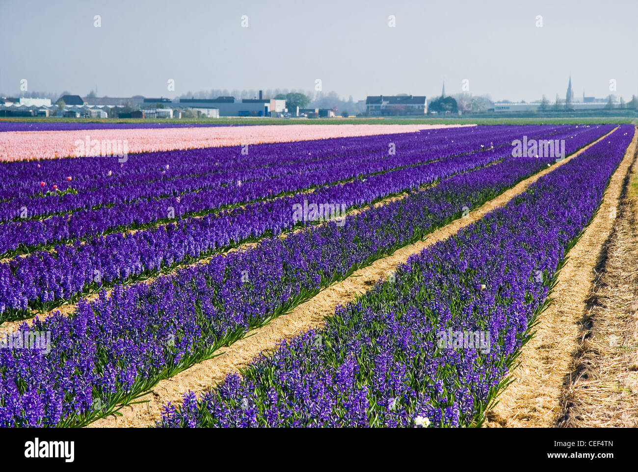 Violet et rose hyacinth champs sur belle matinée au printemps Banque D'Images