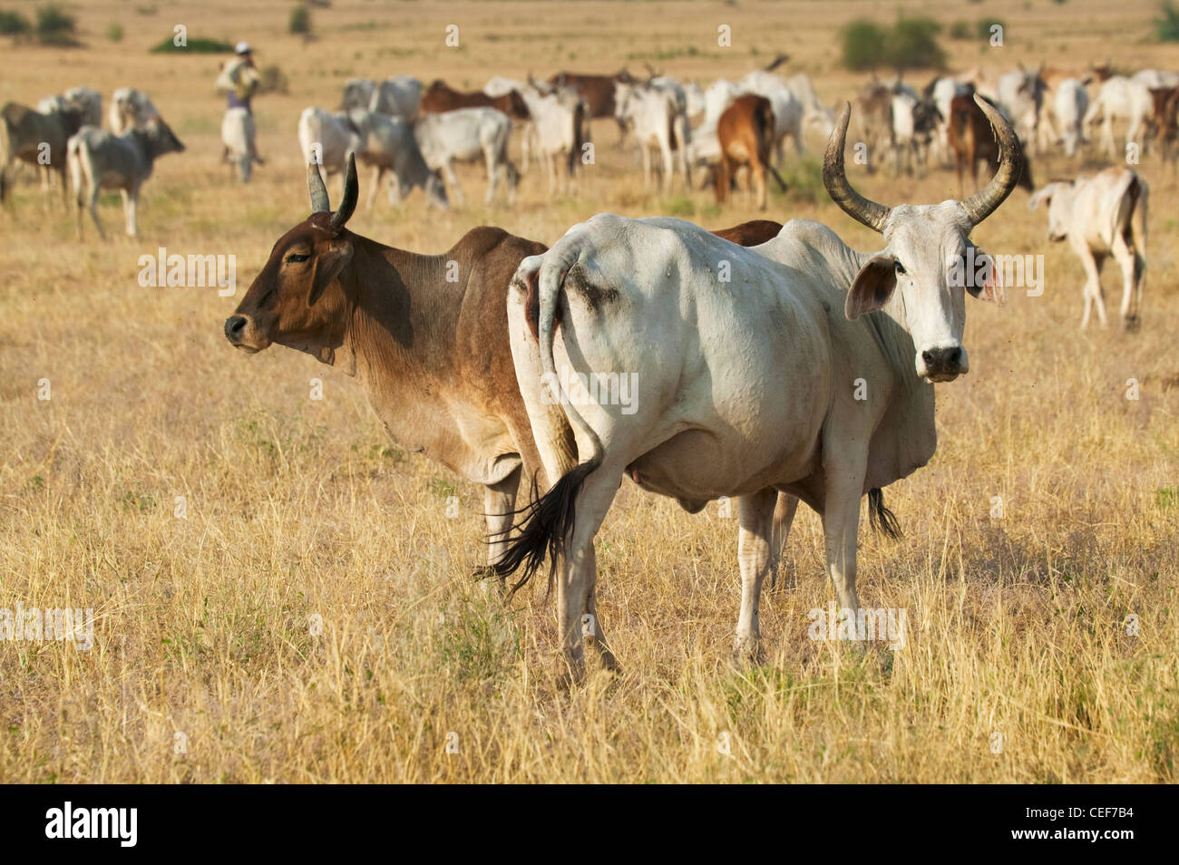 Le pâturage des vaches, Jaisalmer, Rajasthan, India Banque D'Images