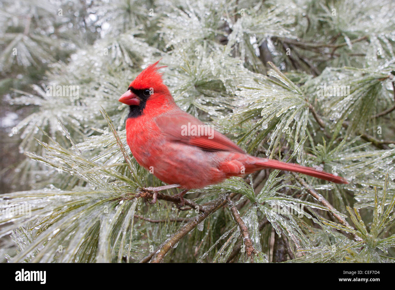 Cardinal rouge perché en pin blanc couvert de glace Banque D'Images