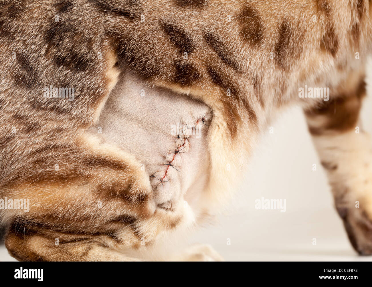 Points de suture après la chirurgie Banque de photographies et d’images à haute résolution Alamy
