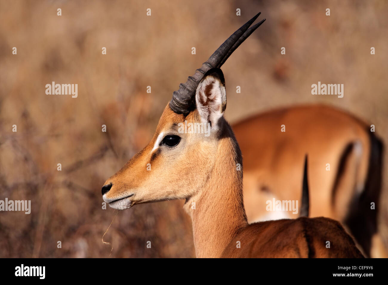 Portrait d'un jeune mâle antilope Impala (Aepyceros melampus), Afrique du Sud Banque D'Images