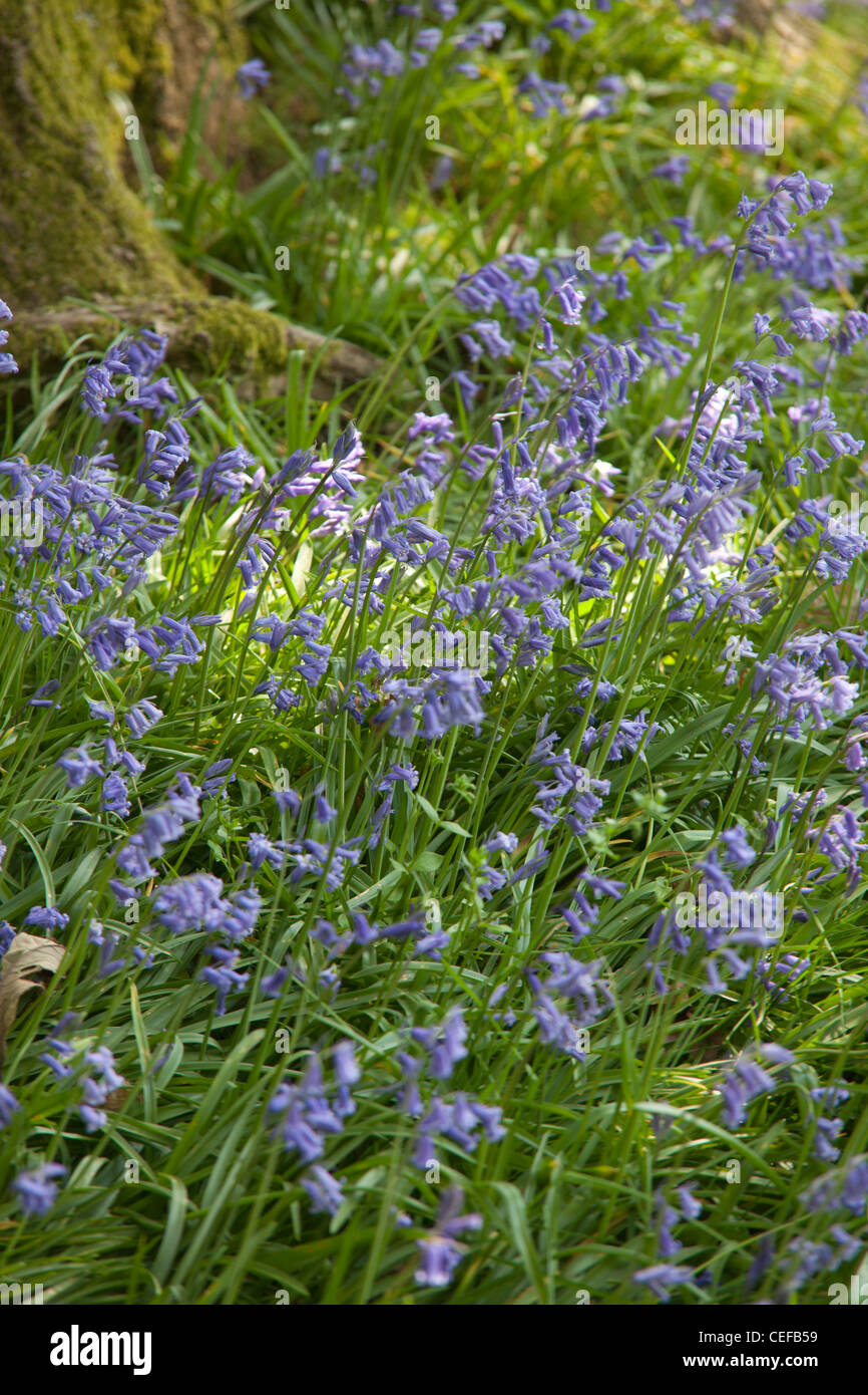 Jacinthes des bois dans une clairière de Surrey Banque D'Images