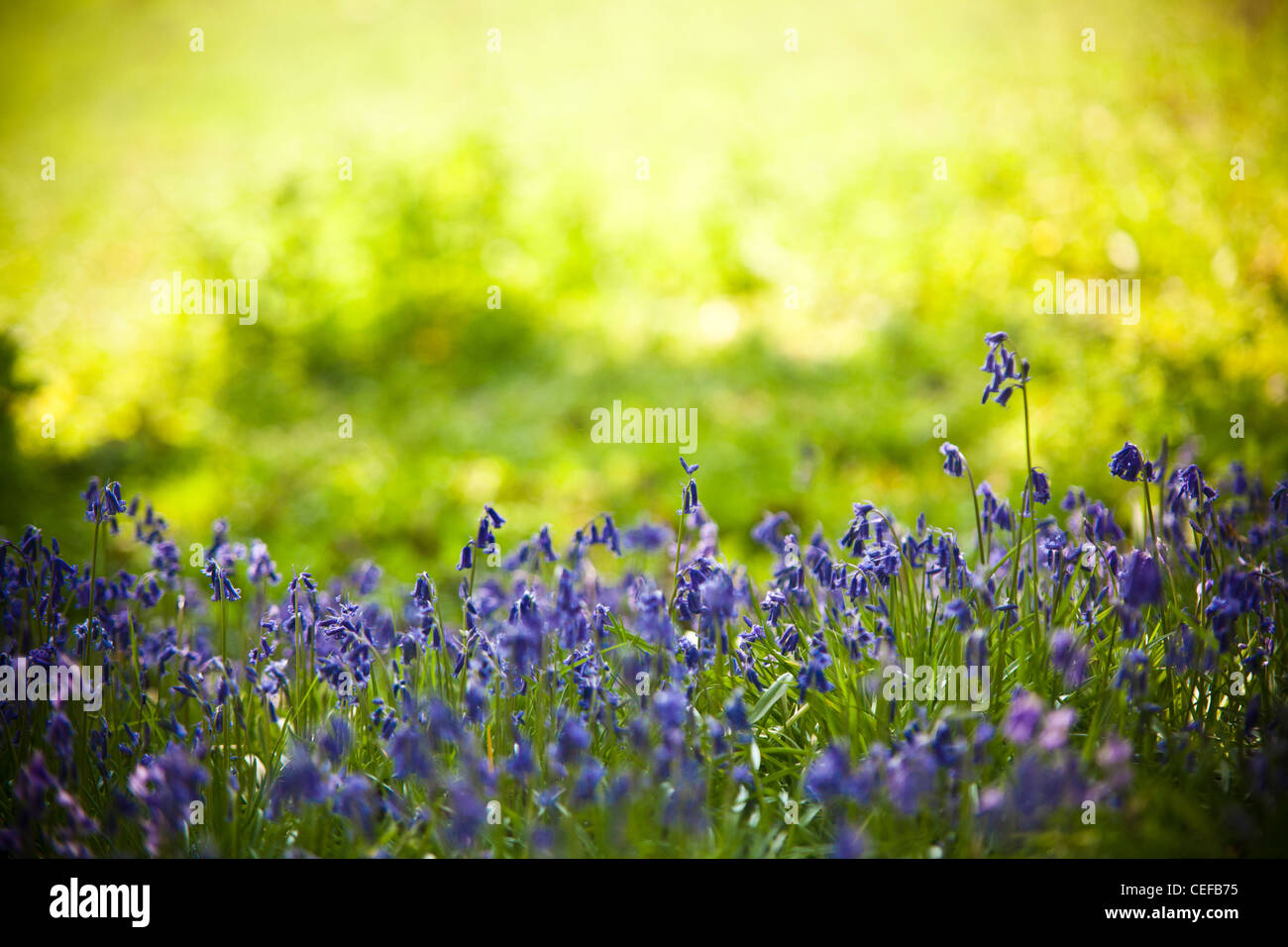 Jacinthes des bois dans une clairière de Surrey Banque D'Images